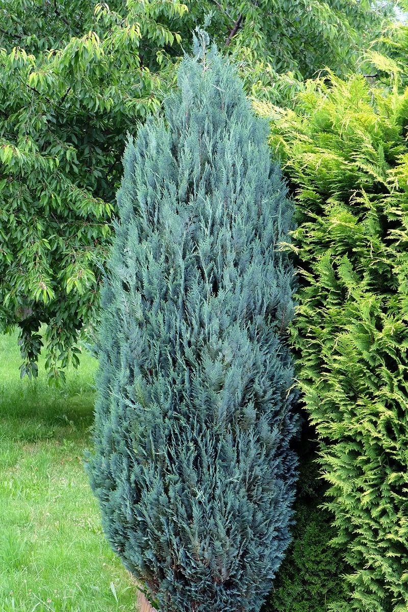 Scheinzypresse Columnaris