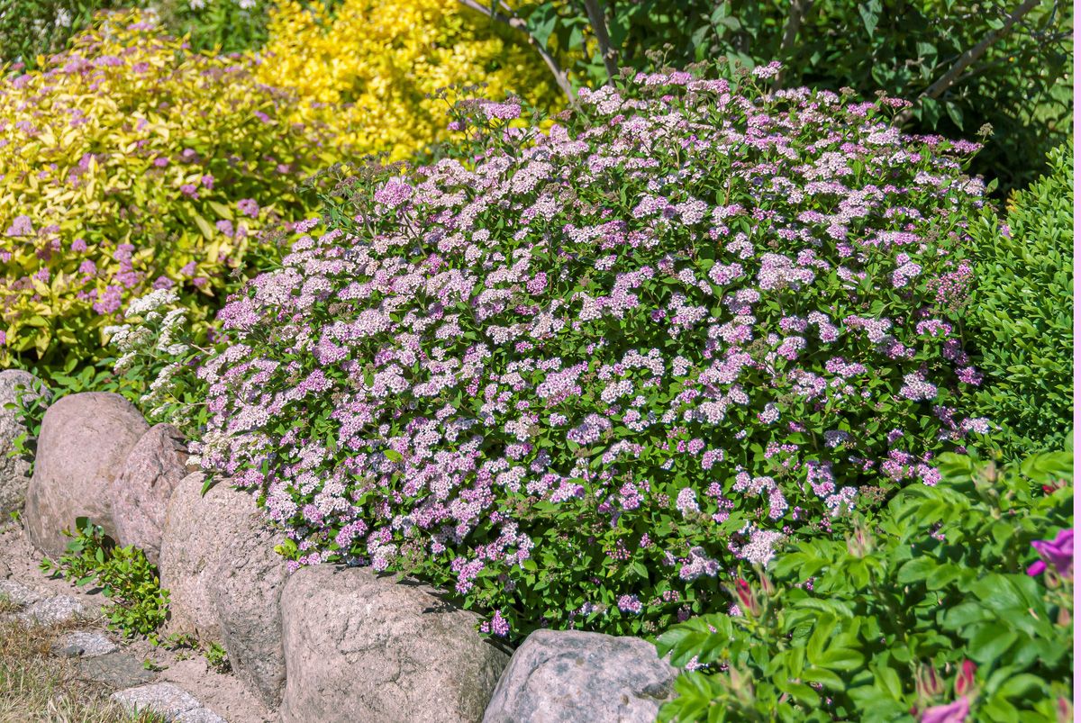 Rosa Sommerspiere Little Princess