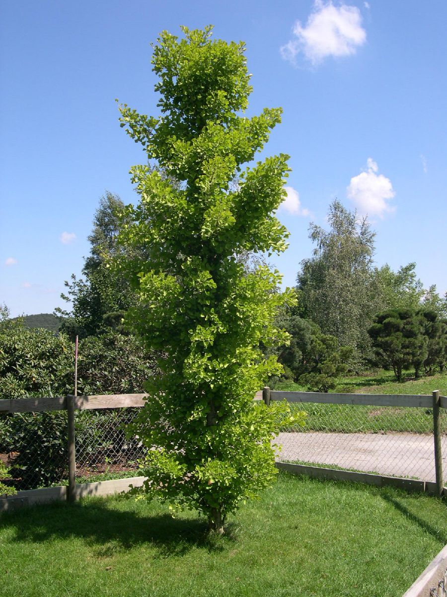 Säulenginkgo Blagon Säulenginkgo Blagon