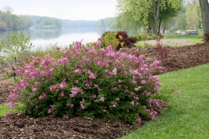 Zwergduftflieder Pink Perfume(S) Zwergduftflieder Pink Perfume(S)
