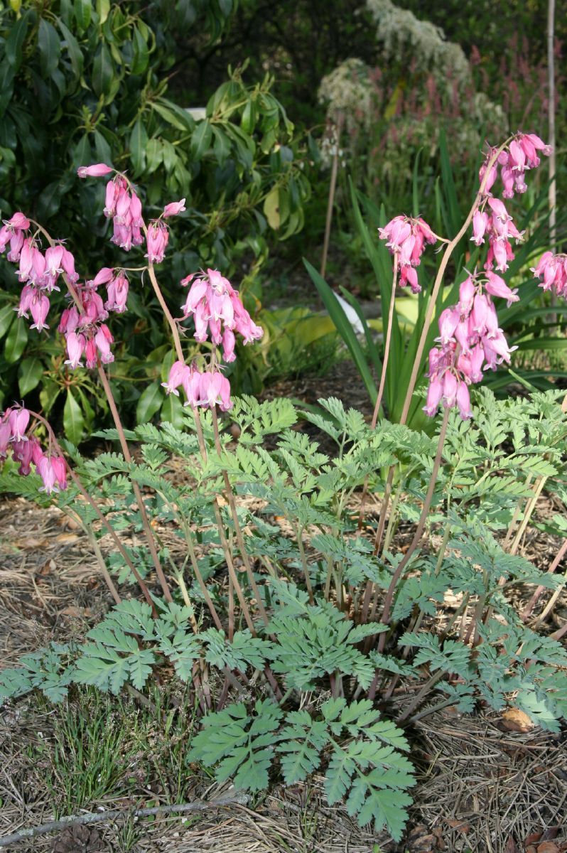Frauenherz, Herzblume Luxuriant