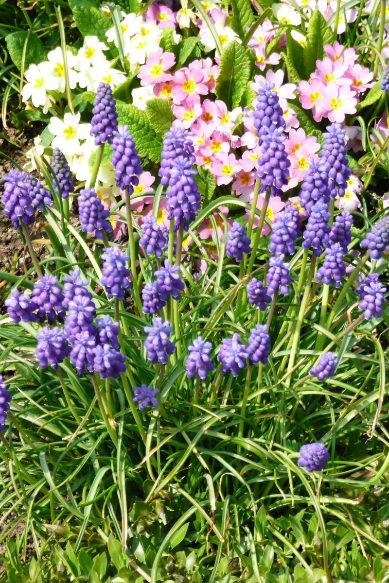 Armenische Traubenhyazinthe