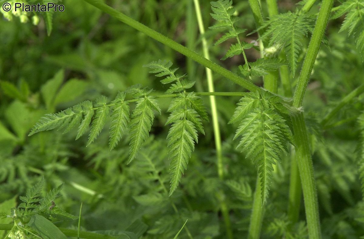 Wiesenkerbel Wiesenkerbel