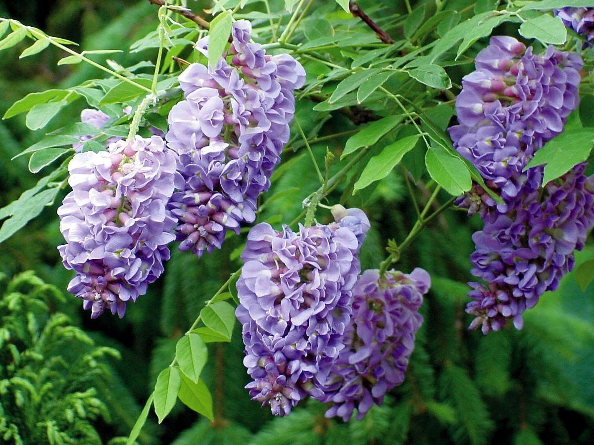 Amerikanischer Blauregen Amethyst Falls® Amerikanischer Blauregen Amethyst Falls®