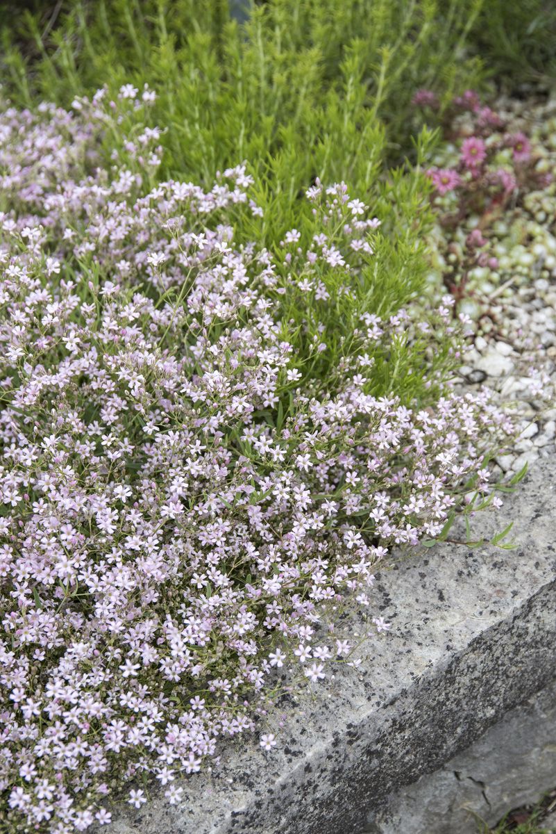 Schleierkraut Rosea
