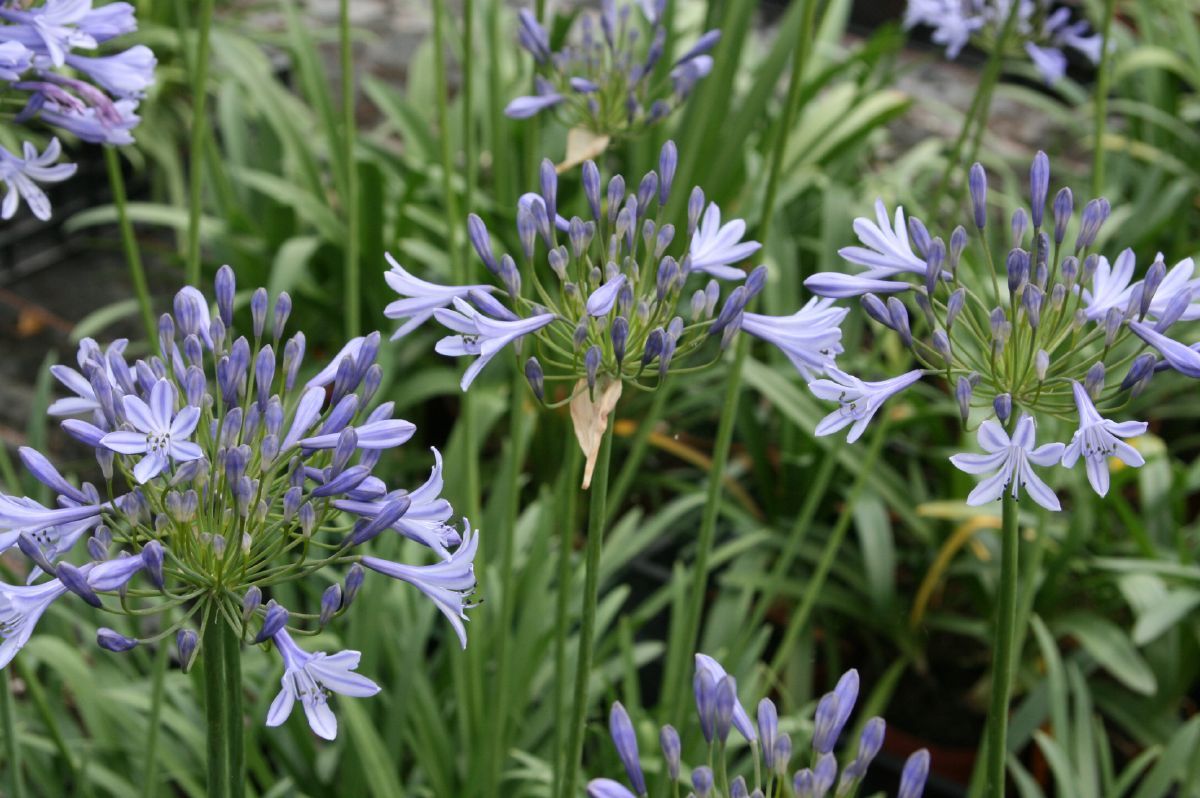 Schmucklilie, Liebesblume Peter Pan