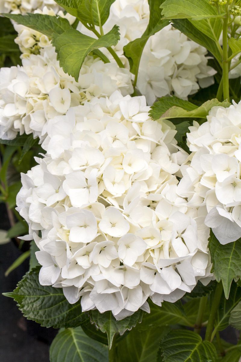 Gartenhortensie Sœur Thérèse