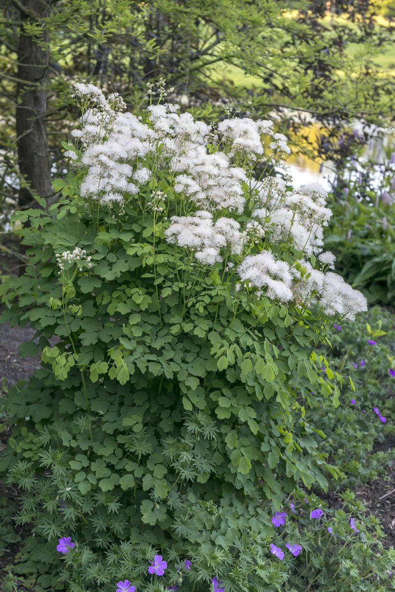 Akeleiblättrige Wiesenraute, Amstelraute Album