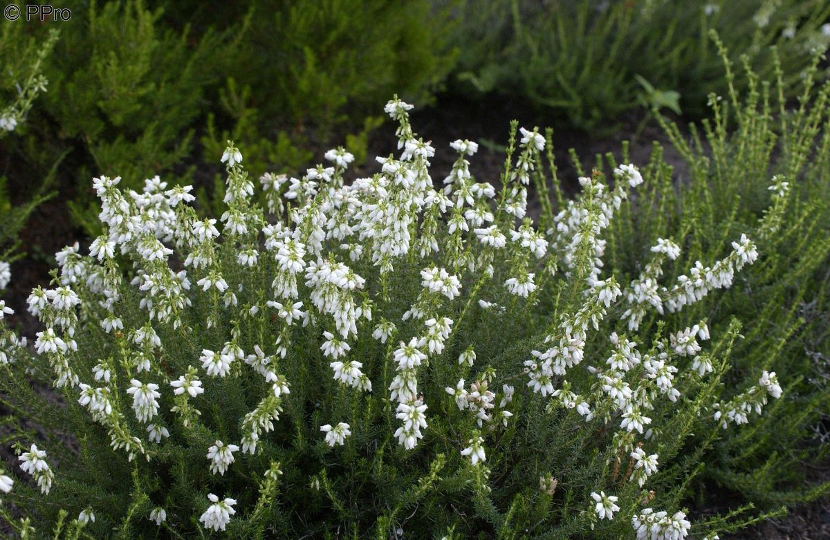 Grauheide Alba Major Grauheide Alba Major