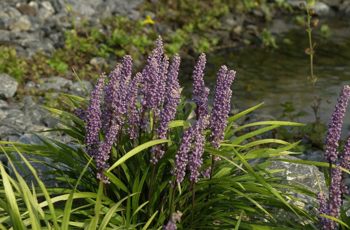 Lilientraube Lilientraube
