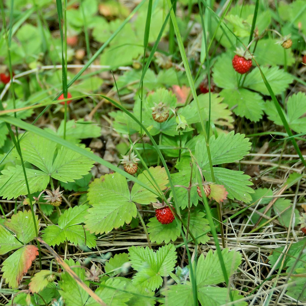 Walderdbeere Walderdbeere
