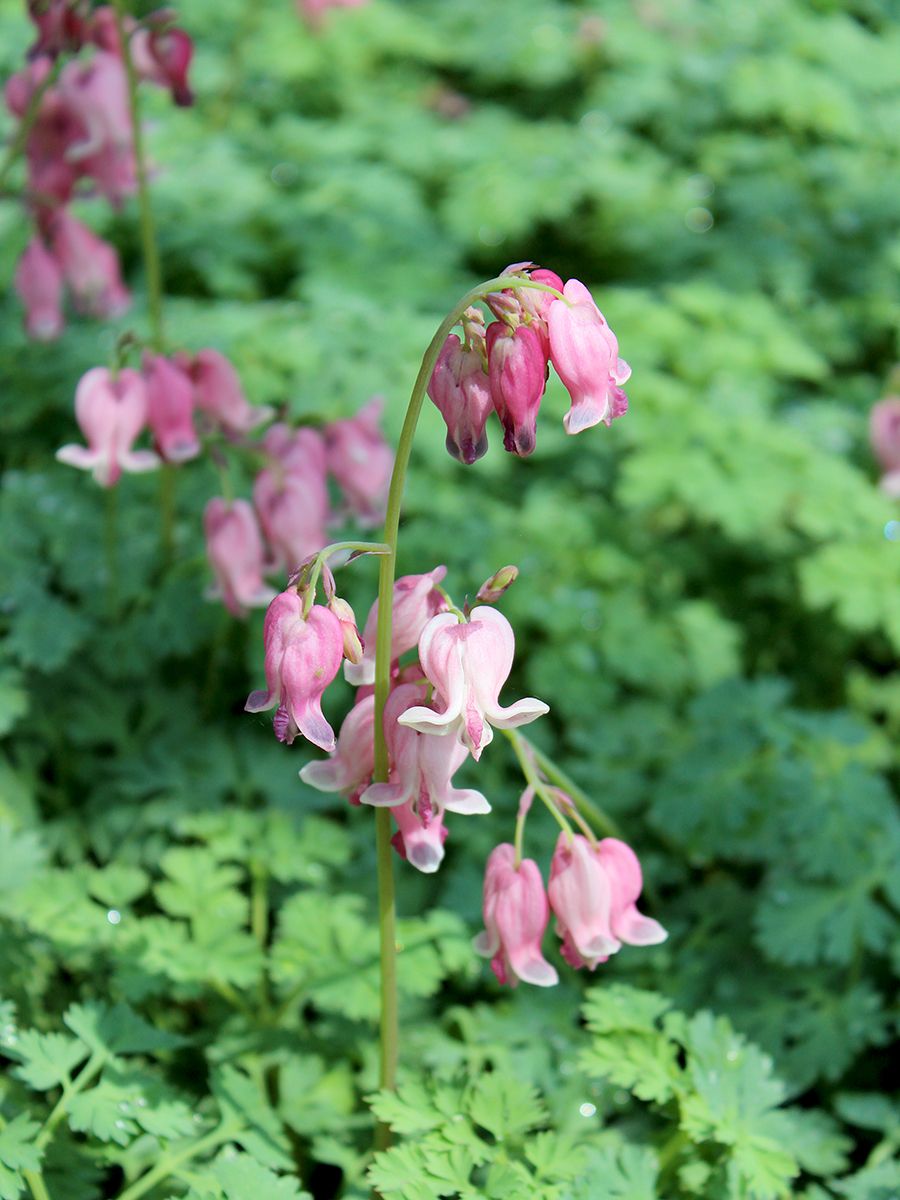 Frauenherz, Herzblume King of Hearts®