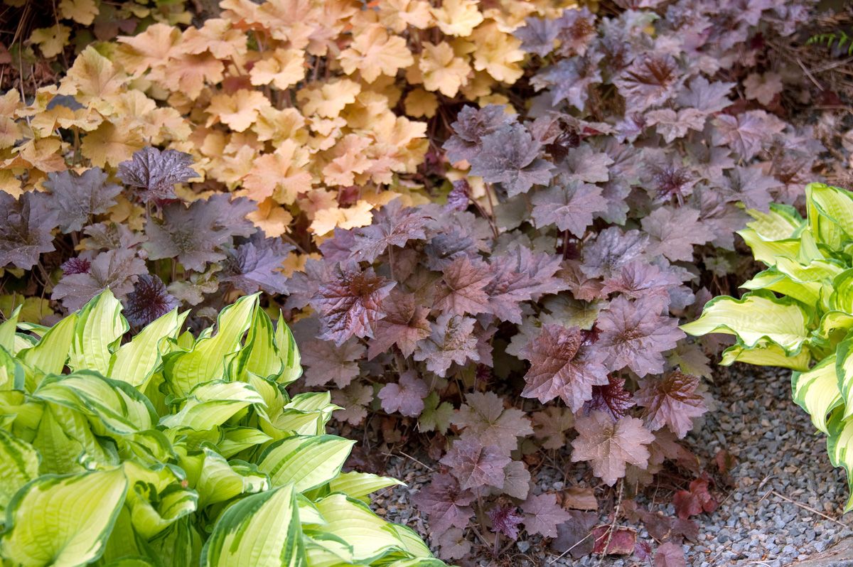 Purpurglöckchen Palace Purple Purpurglöckchen Palace Purple
