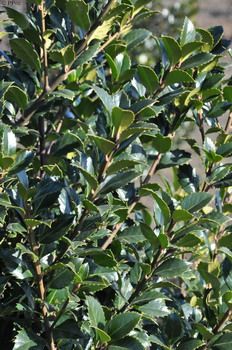 Stechpalme Heckenfee® Stechpalme Heckenfee®