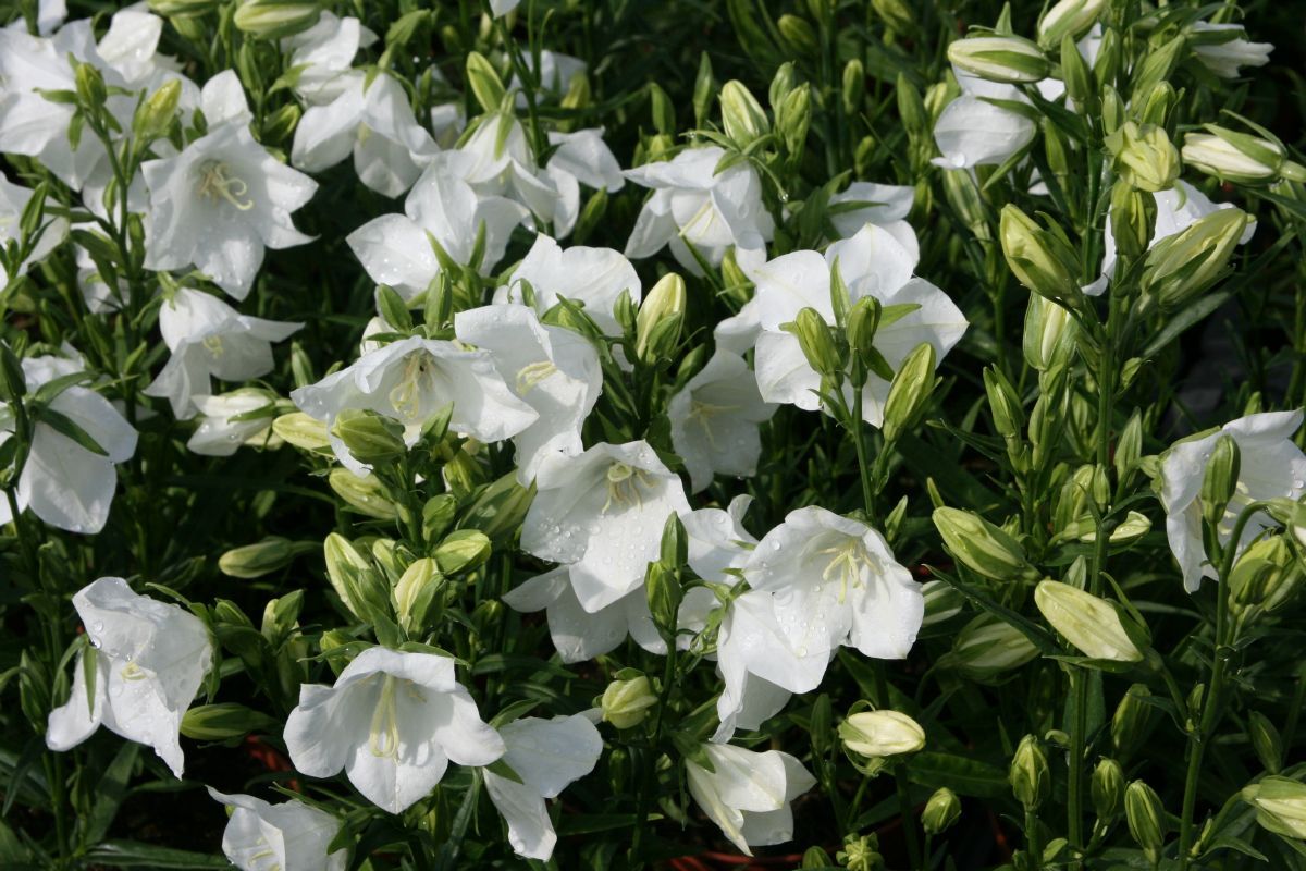 Pfirsichblättige Glockenblume Takion White
