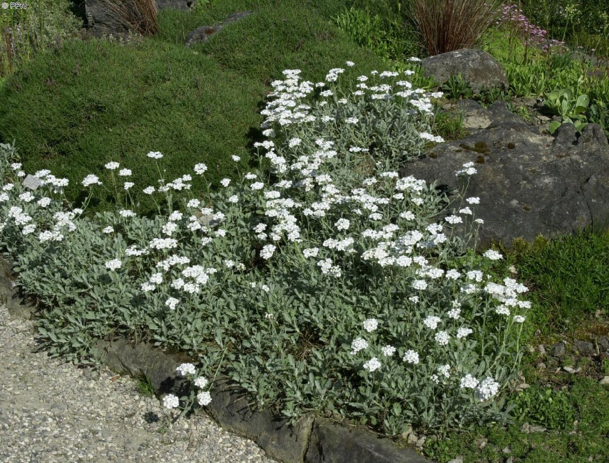 Griechische Silber-Garbe