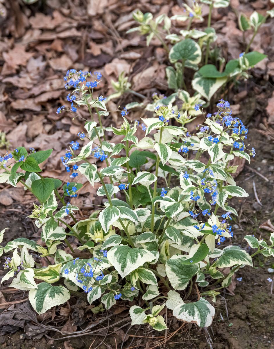 Kaukasusvergissmeinnicht Variegata Kaukasusvergissmeinnicht Variegata