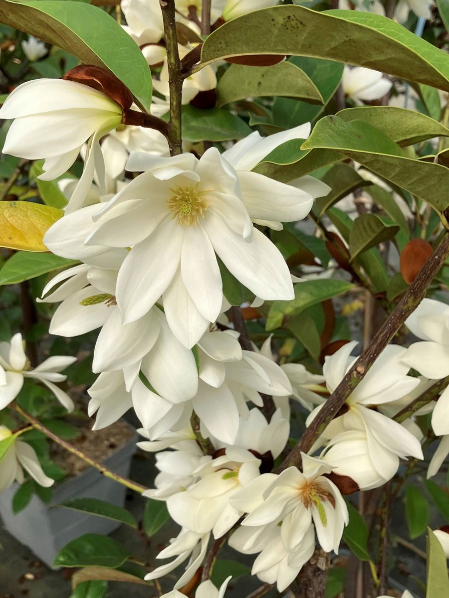 Feenmagnolie Fairy Magnolia White Feenmagnolie Fairy Magnolia White