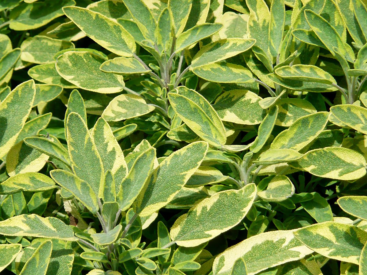 Goldsalbei Icterina Goldsalbei Icterina