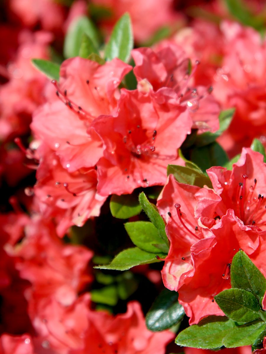 Japanische Azalee Geisha Orange