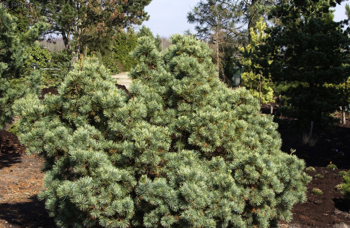 Blaue Kriechföhre Glauca