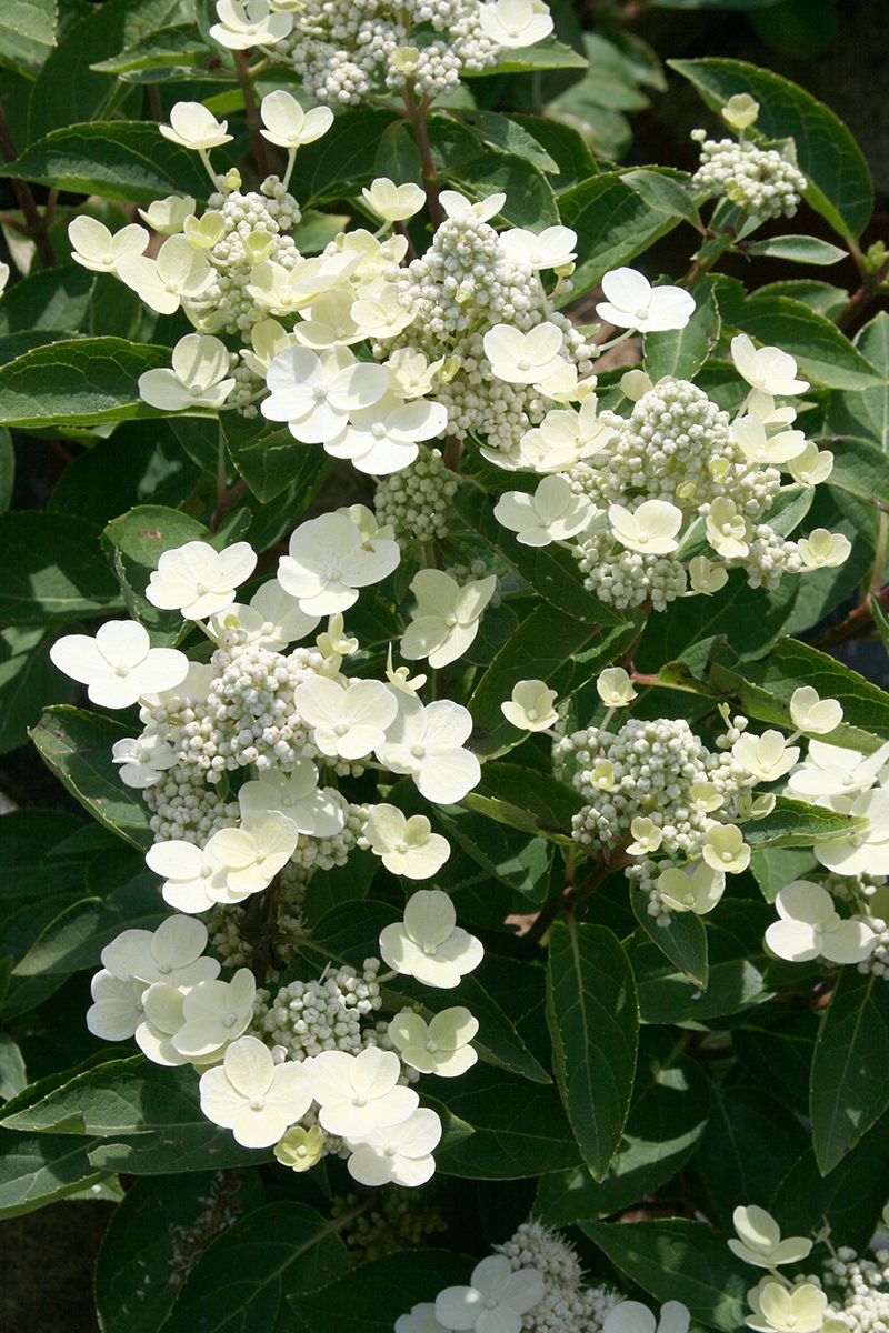 Zwergrispenhortensie Dharuma