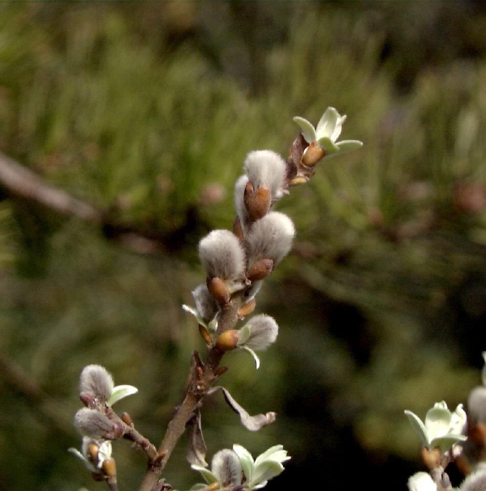 Schweizerweide Schweizerweide