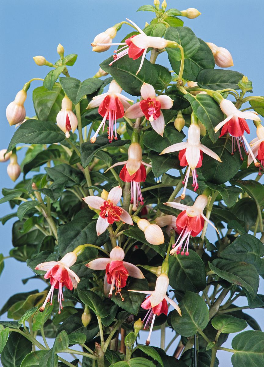 Freiland-Fuchsie Galadriel