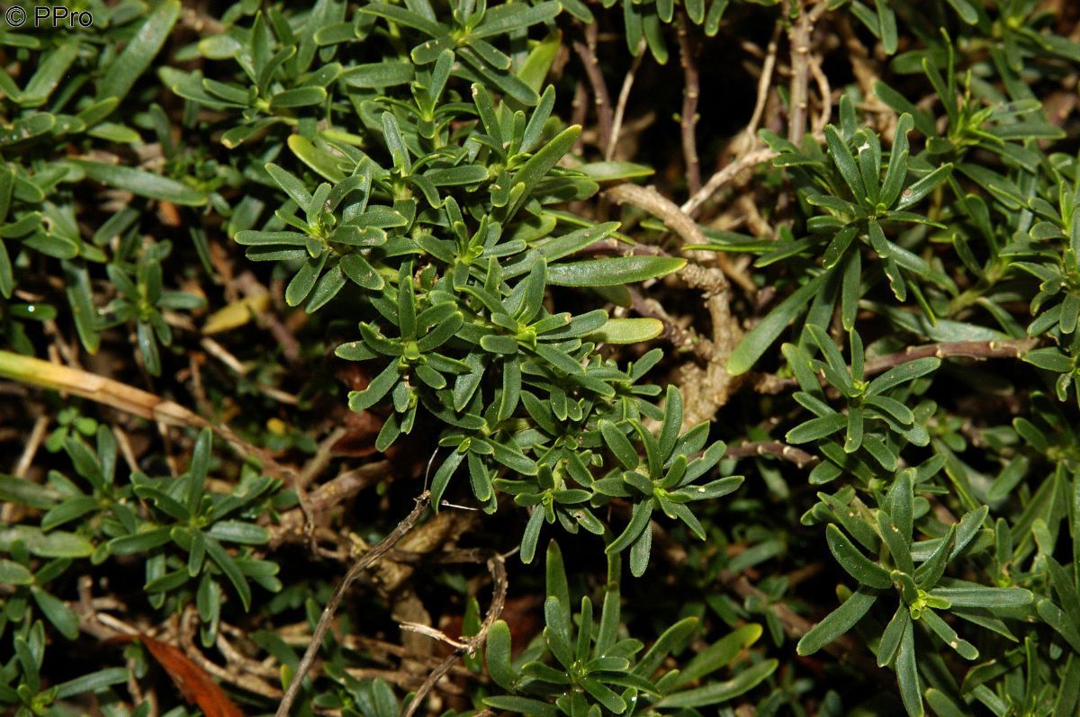 Schleifenblume