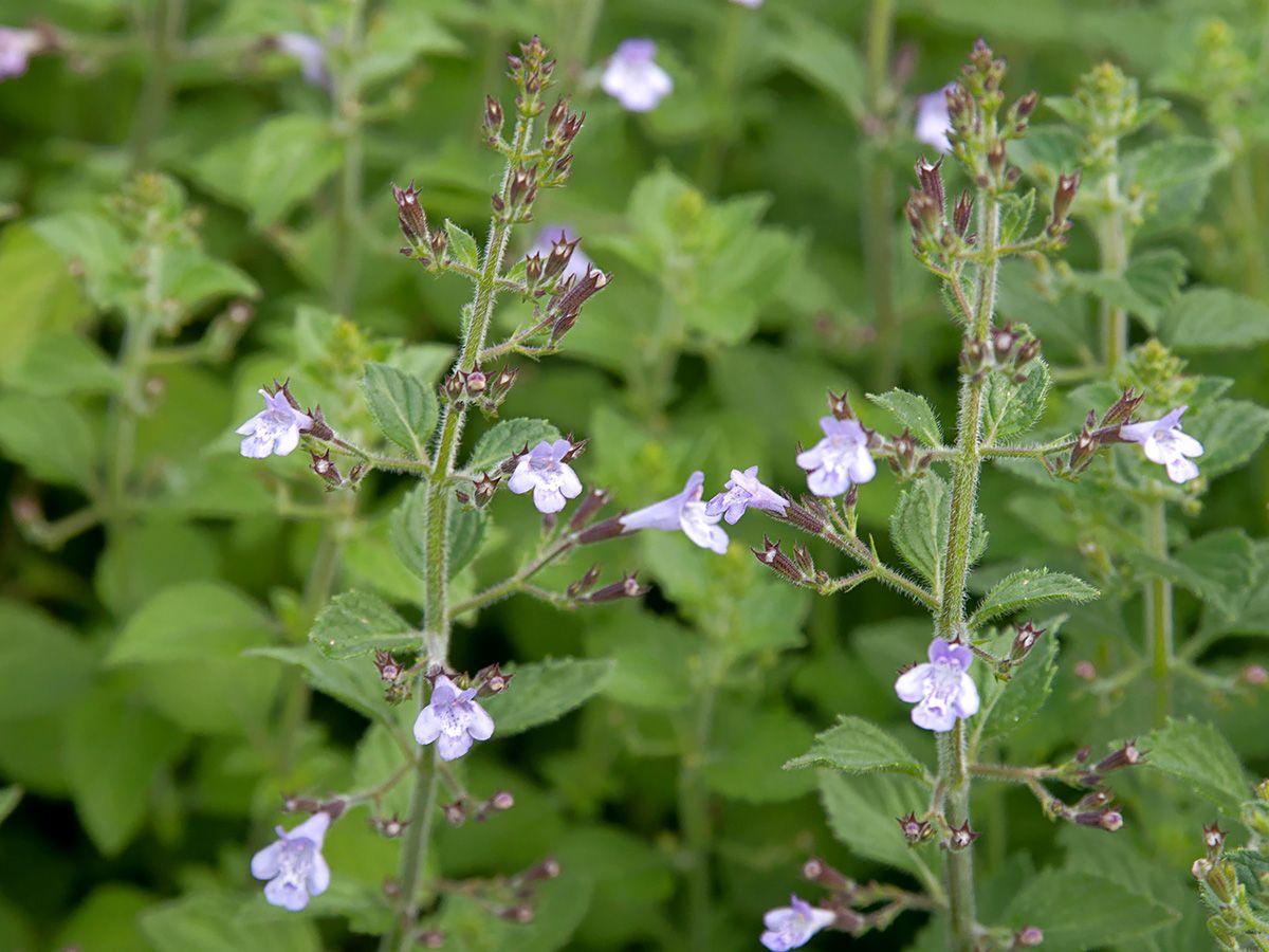 Drüsige Bergminze Drüsige Bergminze
