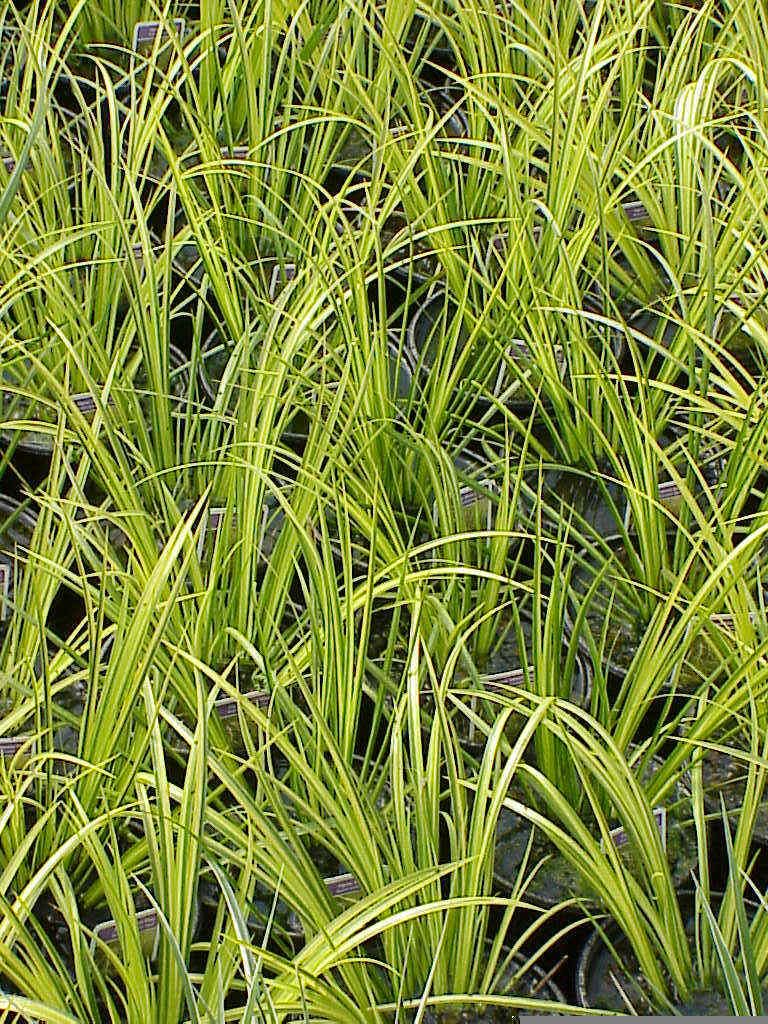 Kalmus Gramineus Ogon Kaufen – Kalmus pflanzen und pflegen – PGULX