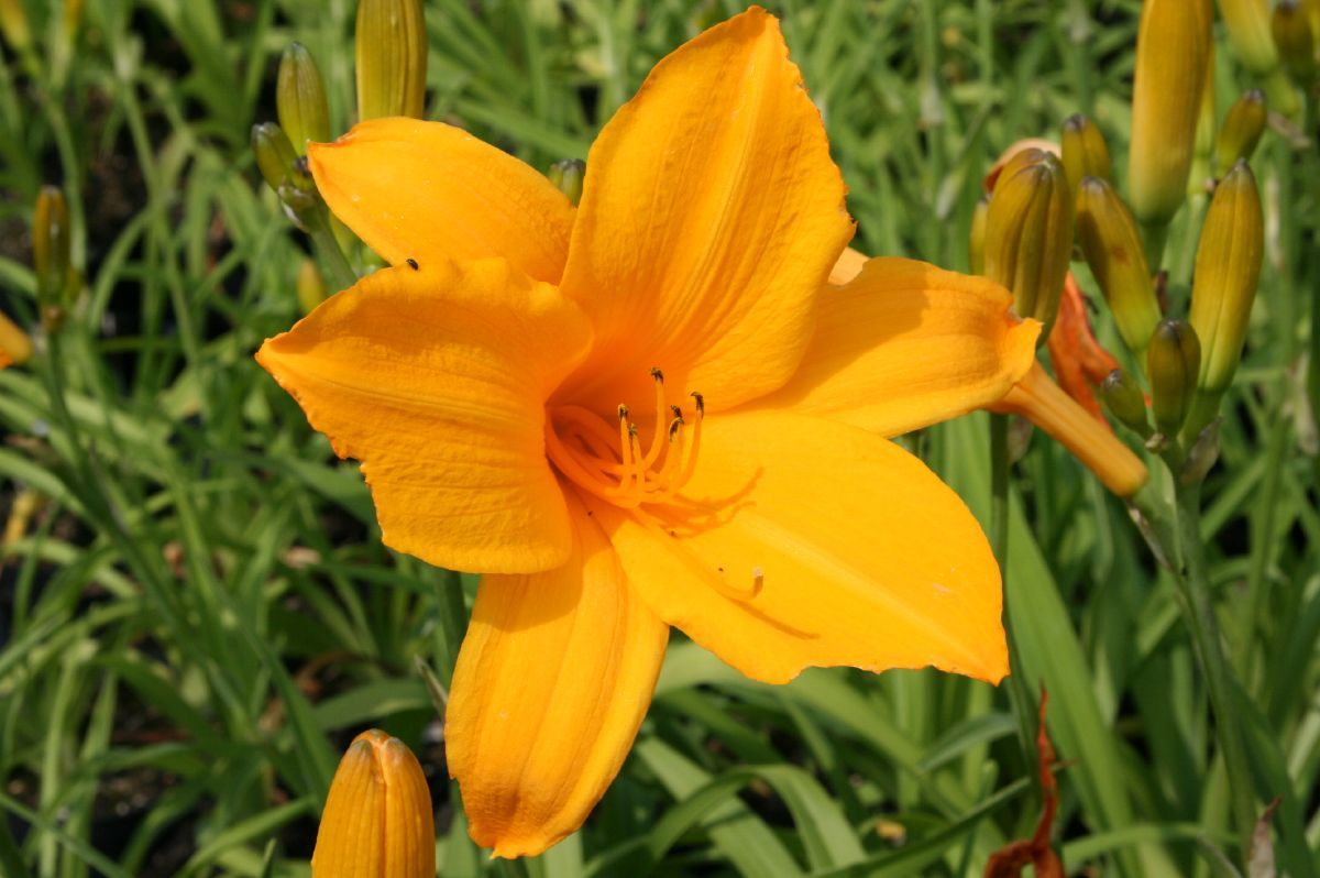 Taglilie Norton Orange