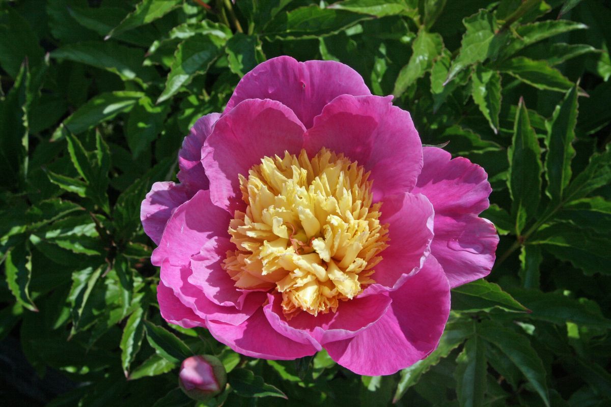 Pfingstrose Mr G.F. Hemerik