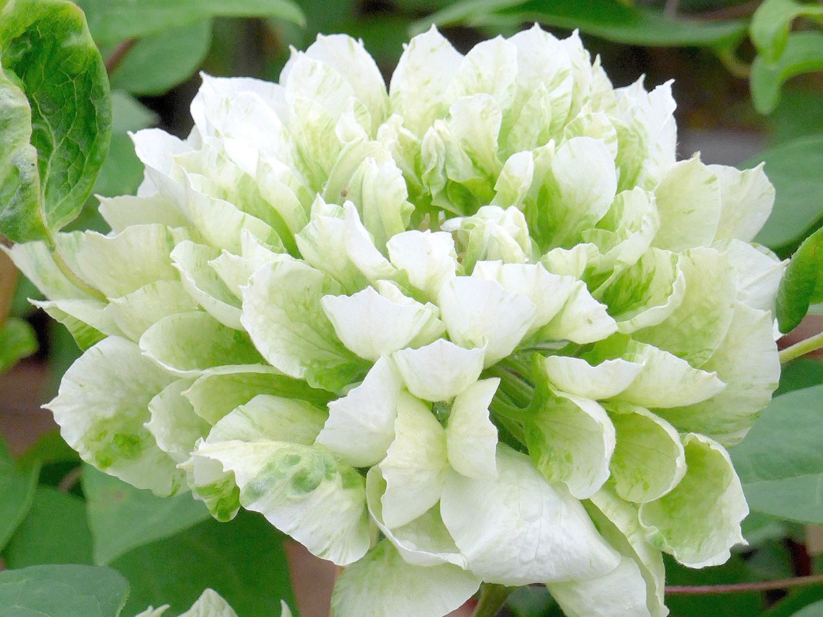 Waldrebe Duchess of Edinburgh