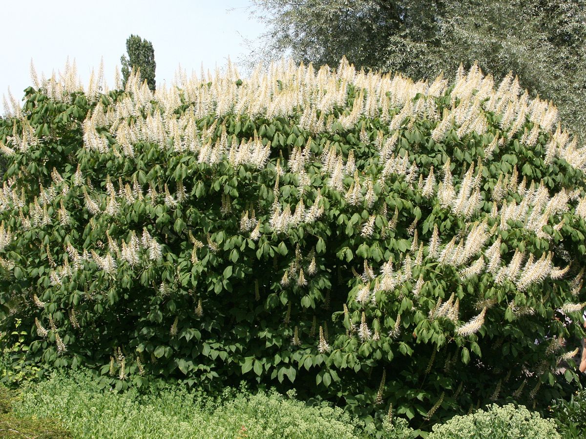 Strauchkastanie Strauchkastanie