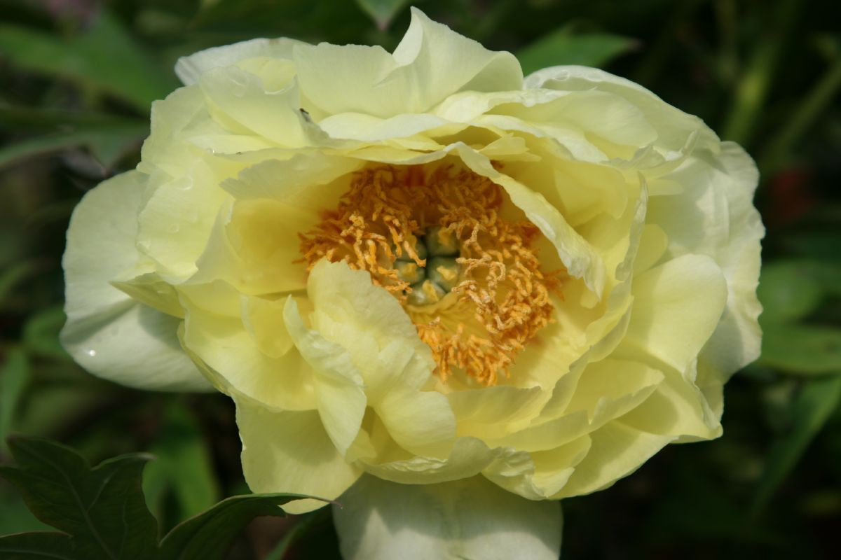 Baumpfingstrose Kinkoo
