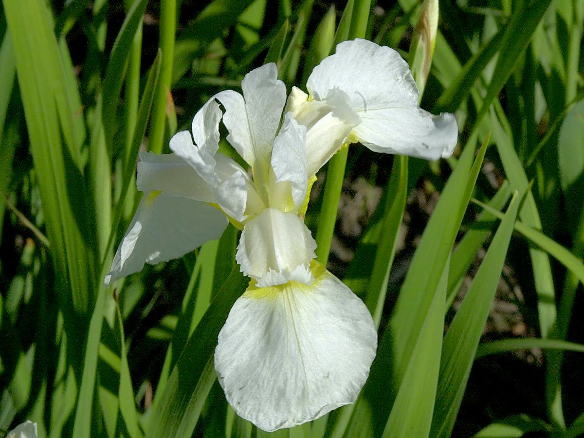 Wiesenschwertlilie, Sibirische Schwertlilie Snow Queen