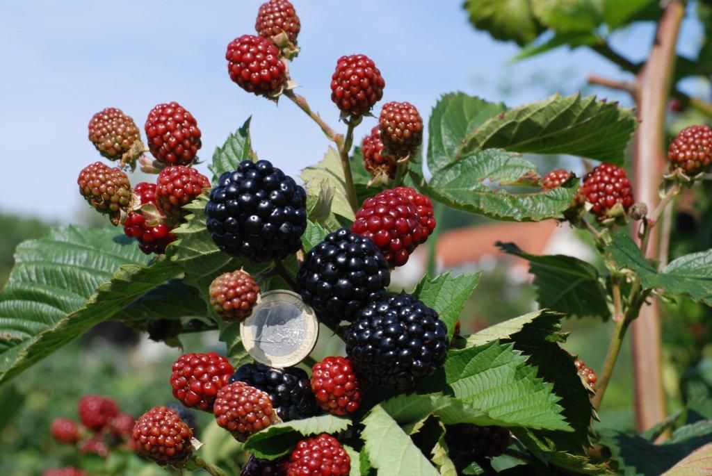 Asterina® Zuckerbrombeere