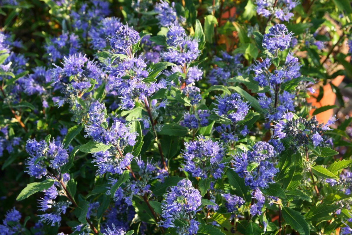 Bartblume Symphonie in Blue®