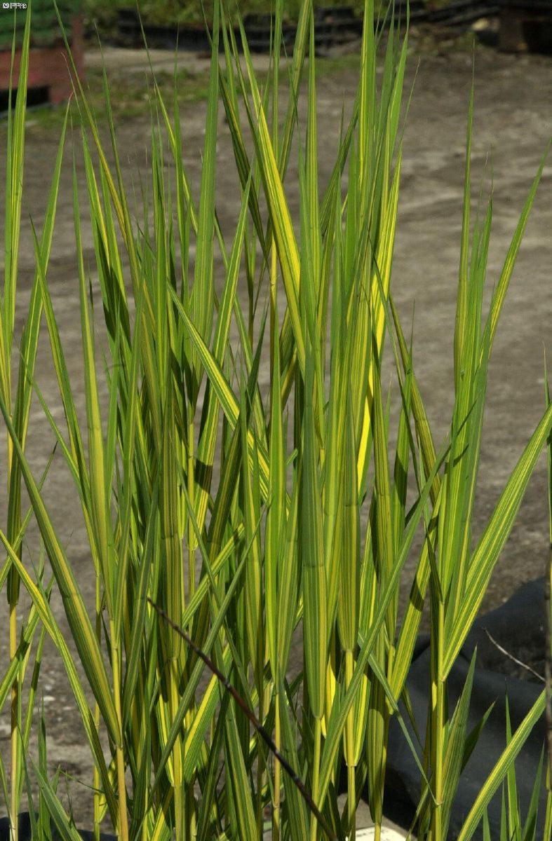 Gelbbuntes Schilf, Schilfrohr Variegatus
