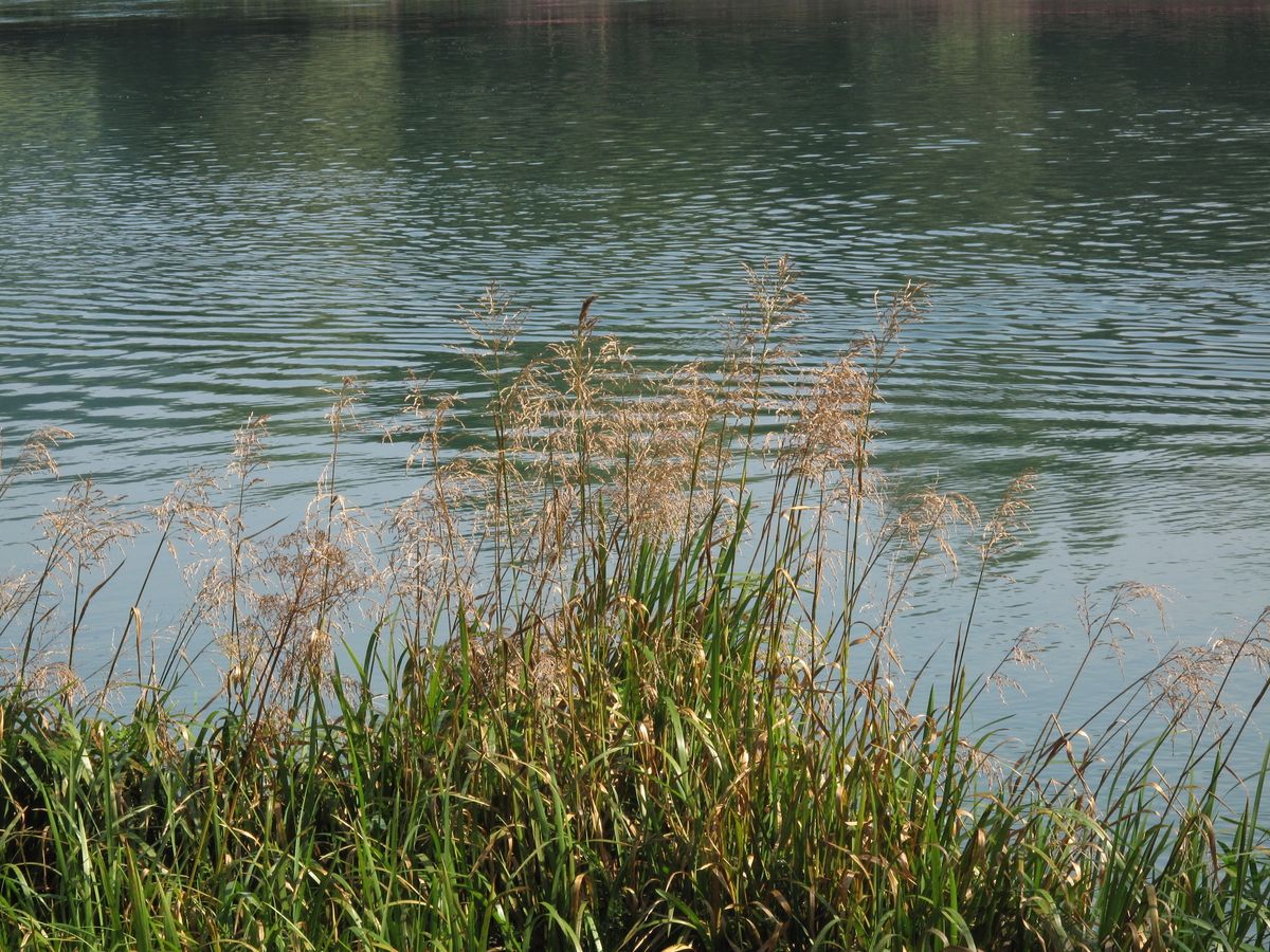 Wasserschwaden