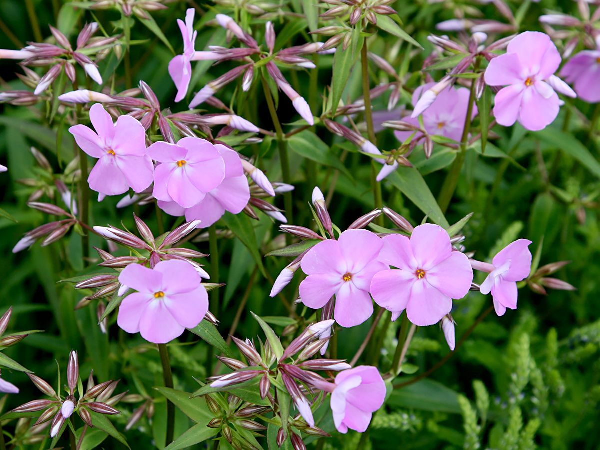 Flammenblume Bill Baker Flammenblume Bill Baker