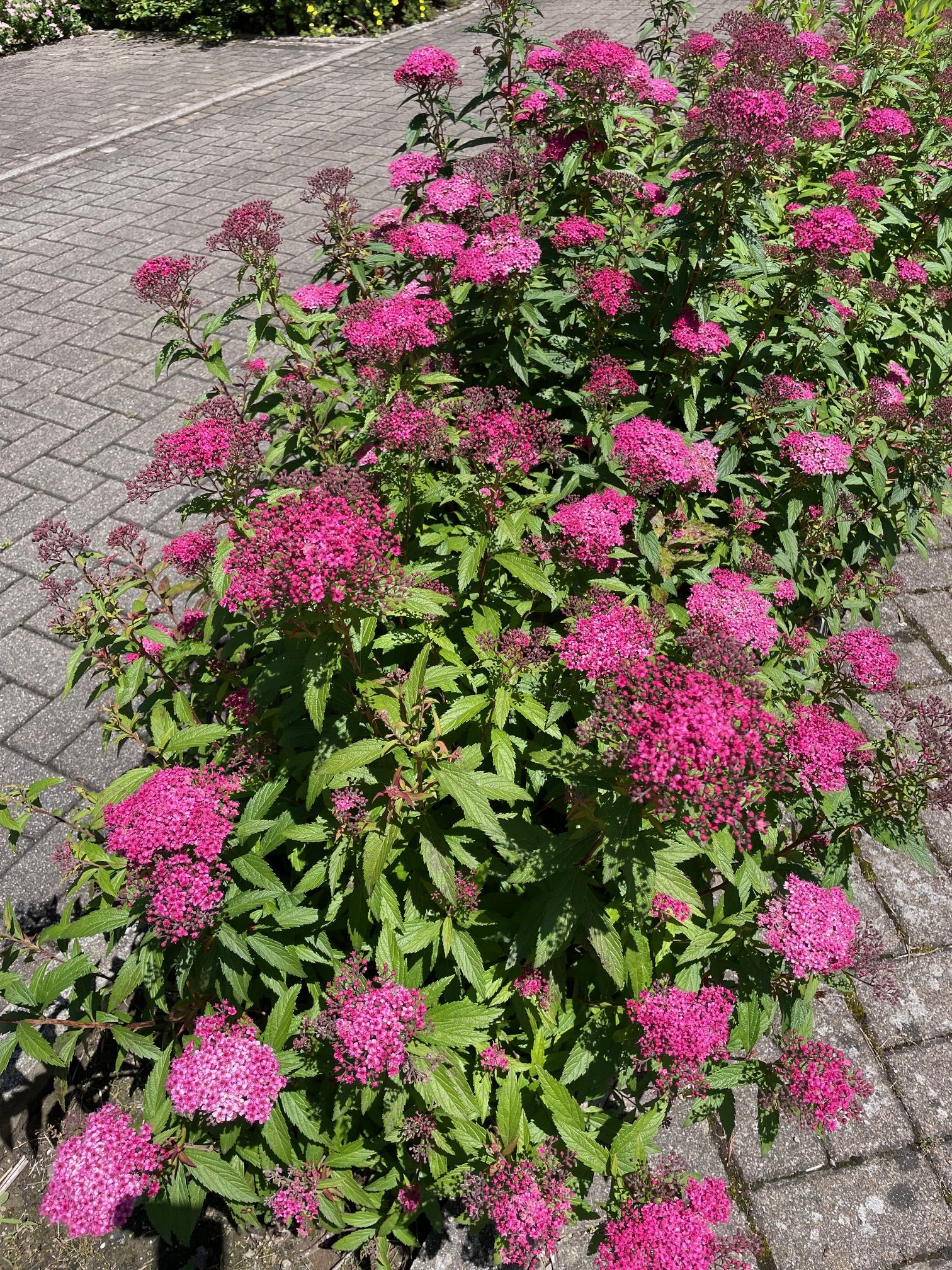 Rote Sommerspiere Anthony Waterer Rote Sommerspiere Anthony Waterer