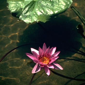 Seerose Attraction