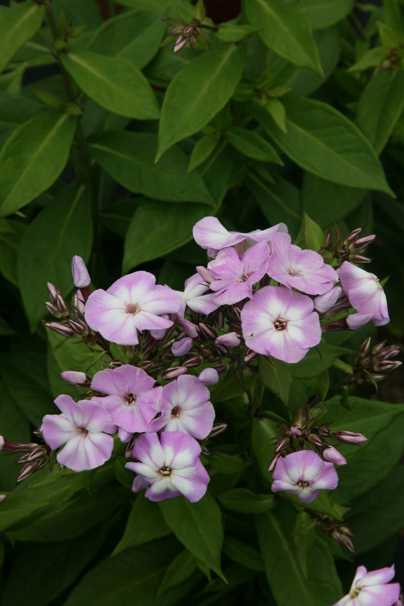 Hoher Staudenphlox Pink Lady