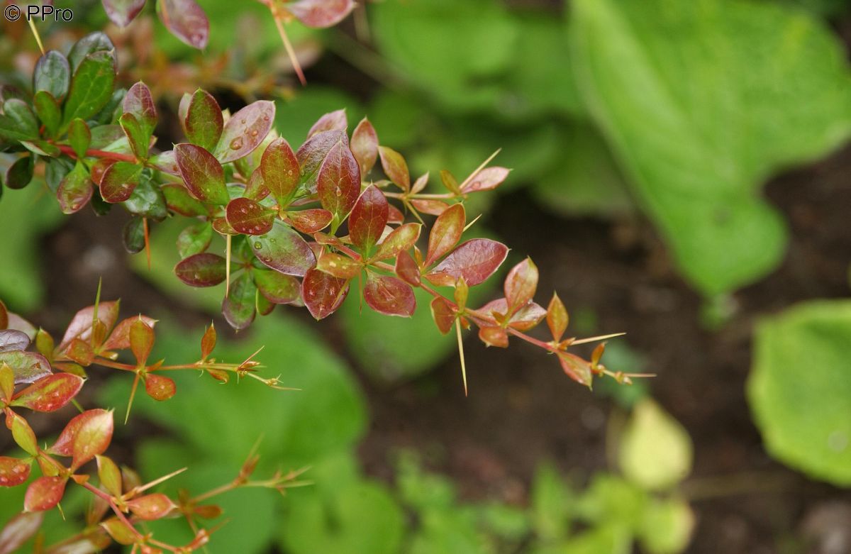 Berberitze Red Jewel