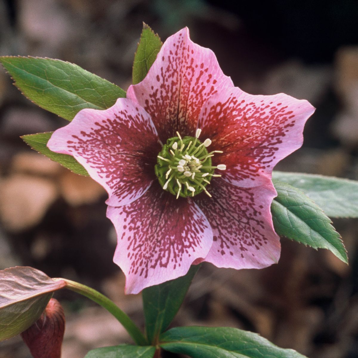 Lenzrose Red Spotted