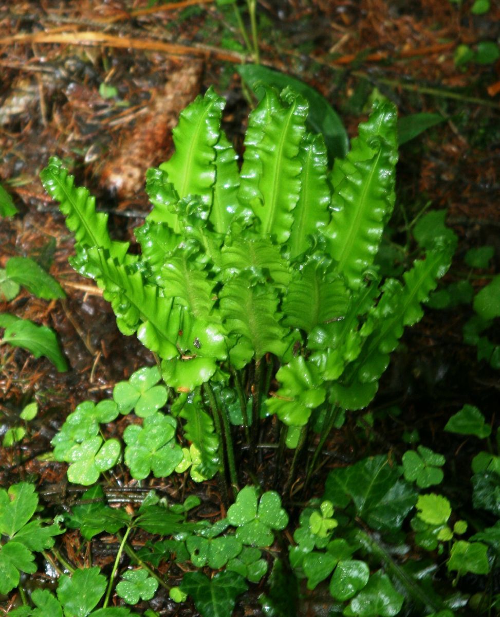 Hirschzunge Crispa Hirschzunge Crispa
