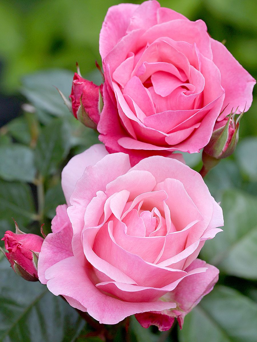 The Queen Elizabeth Rose Beetrose (Floribundarose)