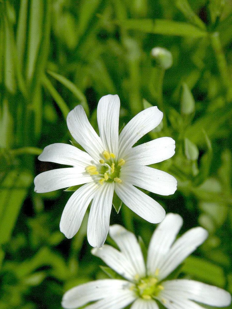 Grosse Sternmiere Grosse Sternmiere